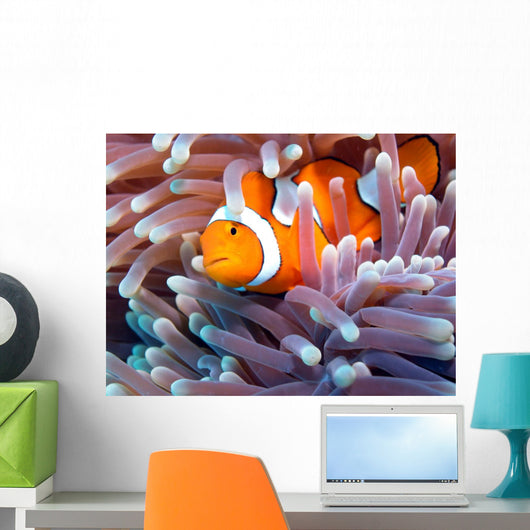 a clown fish swimming in its anemone, underwater Wall Mural