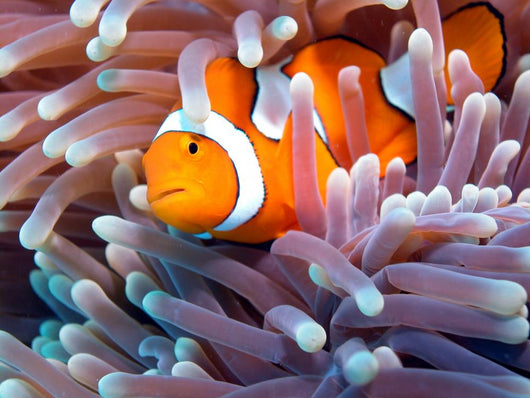 a clown fish swimming in its anemone, underwater Wall Mural