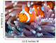 a clown fish swimming in its anemone, underwater Wall Mural