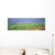 Full Length Panoramic A21D Wall Mural