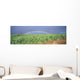 Full Length Panoramic A21D Wall Mural