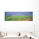 Full Length Panoramic A21D Wall Mural
