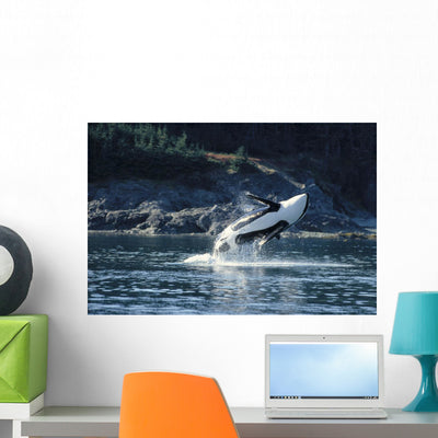 Alaska inside Passage Orca Wall Mural shown on a wall