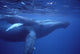 Hawaii, Humpback Whales Mother And Calf Underwater Near Surface A94G Wall Mural
