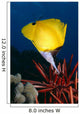 Hawaii, Long Nose Butterfly Fish Over Pencil Urchin A85D Wall Mural