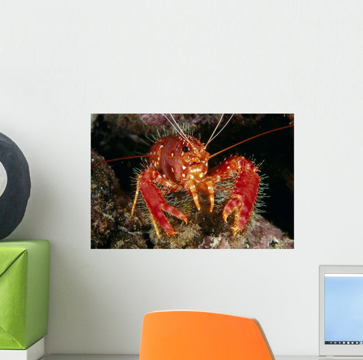 Hawaiian Lobster, Front View A89G Wall Mural