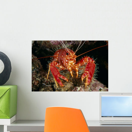 Hawaiian Lobster, Front View A89G Wall Mural