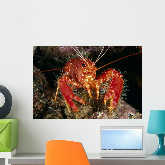 Hawaiian Lobster, Front View A89G Wall Mural