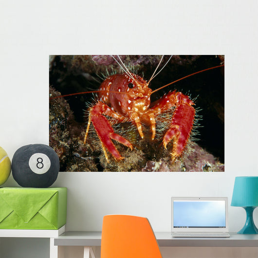 Hawaiian Lobster, Front View A89G Wall Mural