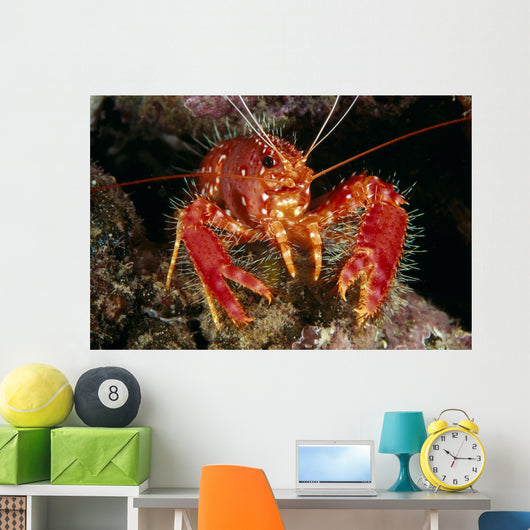 Hawaiian Lobster, Front View A89G Wall Mural