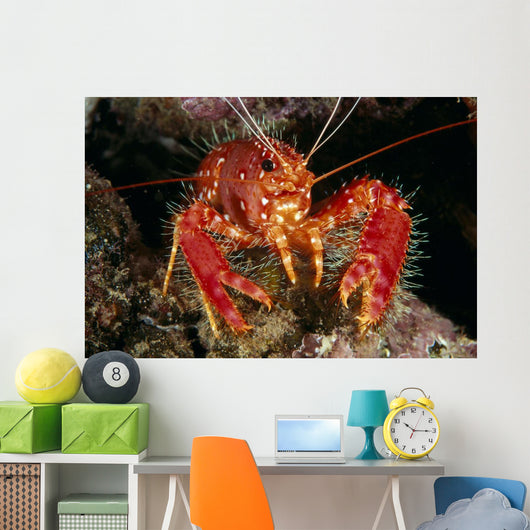 Hawaiian Lobster, Front View A89G Wall Mural