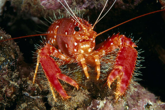 Hawaiian Lobster, Front View A89G Wall Mural