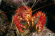 Hawaiian Lobster, Front View A89G Wall Mural