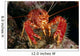 Hawaiian Lobster, Front View A89G Wall Mural
