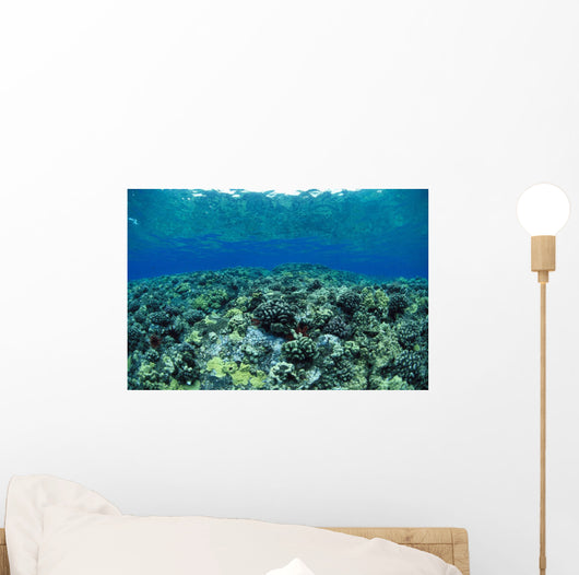 Reflections A91A Wall Mural