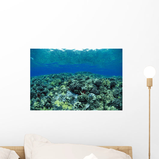 Reflections A91A Wall Mural
