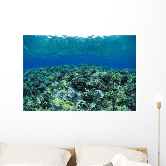 Reflections A91A Wall Mural