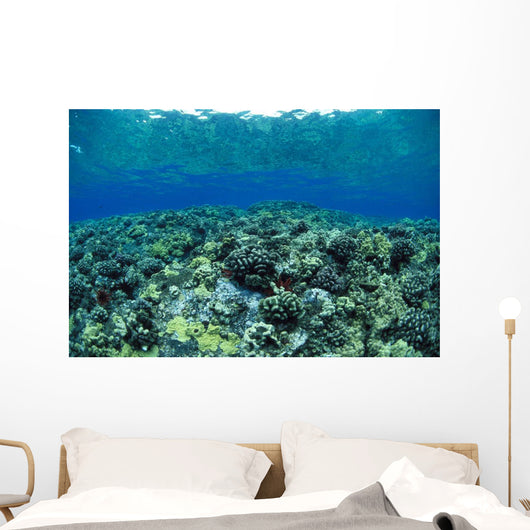Reflections A91A Wall Mural