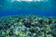 Reflections A91A Wall Mural