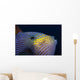 Hawaii, Head And Eye Of Black Durgon Close-Up Detail A83F Wall Mural
