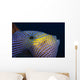 Hawaii, Head And Eye Of Black Durgon Close-Up Detail A83F Wall Mural