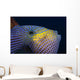 Hawaii, Head And Eye Of Black Durgon Close-Up Detail A83F Wall Mural