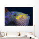 Hawaii, Head And Eye Of Black Durgon Close-Up Detail A83F Wall Mural
