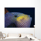 Hawaii, Head And Eye Of Black Durgon Close-Up Detail A83F Wall Mural