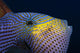 Hawaii, Head And Eye Of Black Durgon Close-Up Detail A83F Wall Mural