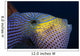 Hawaii, Head And Eye Of Black Durgon Close-Up Detail A83F Wall Mural