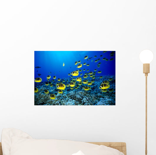 Hawaii, Schooling Raccoon Butterflyfish Blue Ocean A82C Wall Mural