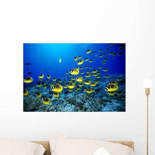 Hawaii, Schooling Raccoon Butterflyfish Blue Ocean A82C Wall Mural