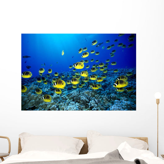 Hawaii, Schooling Raccoon Butterflyfish Blue Ocean A82C Wall Mural