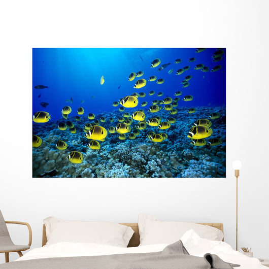 Hawaii, Schooling Raccoon Butterflyfish Blue Ocean A82C Wall Mural