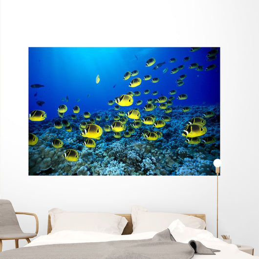 Hawaii, Schooling Raccoon Butterflyfish Blue Ocean A82C Wall Mural