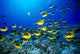 Hawaii, Schooling Raccoon Butterflyfish Blue Ocean A82C Wall Mural