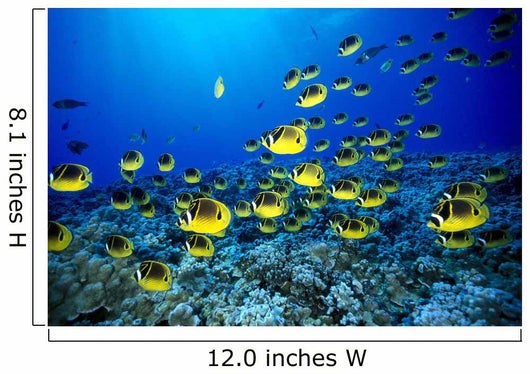 Hawaii, Schooling Raccoon Butterflyfish Blue Ocean A82C Wall Mural