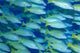 Hawaii, School Of Blue Stripe Snapper Side View A84H Wall Mural