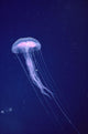 Hawaii, Jellyfish With Long Tentacles In Blue Sparkling Ocean A88E Wall Mural