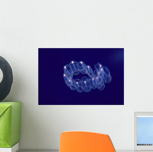 Hawaii, Close-Up Of Plantonic Salp Floating In Clear Blue Ocean A88B Wall Mural