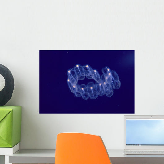 Hawaii, Close-Up Of Plantonic Salp Floating In Clear Blue Ocean A88B Wall Mural