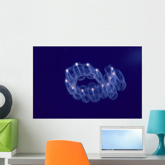 Hawaii, Close-Up Of Plantonic Salp Floating In Clear Blue Ocean A88B Wall Mural