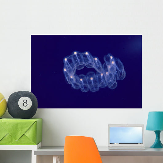 Hawaii, Close-Up Of Plantonic Salp Floating In Clear Blue Ocean A88B Wall Mural