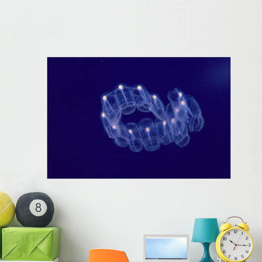 Hawaii, Close-Up Of Plantonic Salp Floating In Clear Blue Ocean A88B Wall Mural