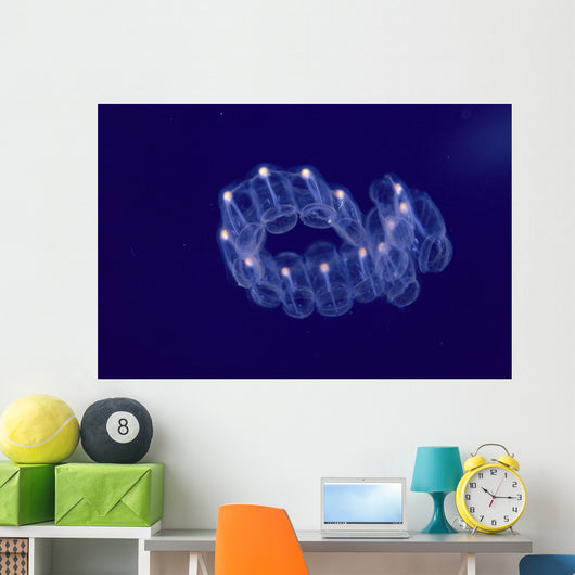 Hawaii, Close-Up Of Plantonic Salp Floating In Clear Blue Ocean A88B Wall Mural