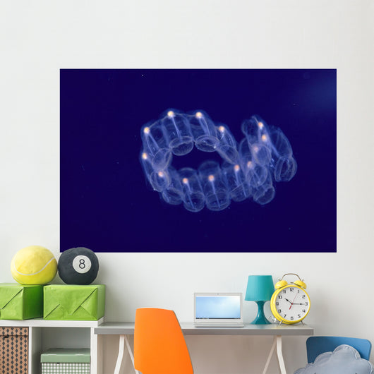 Hawaii, Close-Up Of Plantonic Salp Floating In Clear Blue Ocean A88B Wall Mural
