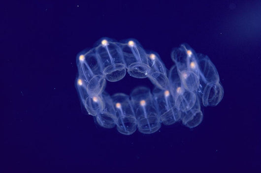Hawaii, Close-Up Of Plantonic Salp Floating In Clear Blue Ocean A88B Wall Mural