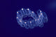 Hawaii, Close-Up Of Plantonic Salp Floating In Clear Blue Ocean A88B Wall Mural