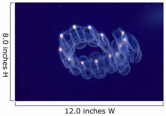 Hawaii, Close-Up Of Plantonic Salp Floating In Clear Blue Ocean A88B Wall Mural