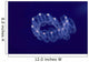 Hawaii, Close-Up Of Plantonic Salp Floating In Clear Blue Ocean A88B Wall Mural